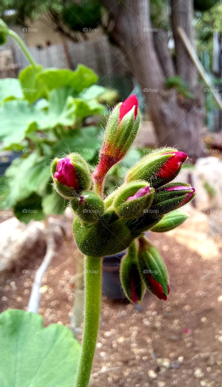 Pelargonium