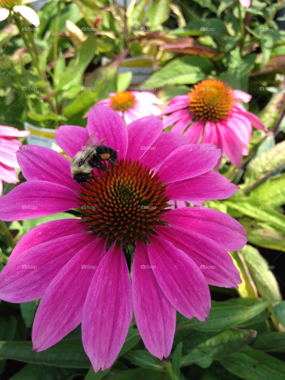 Pink flower and bee