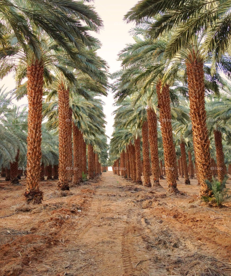 A road between palm trees near the dead sea, Israel