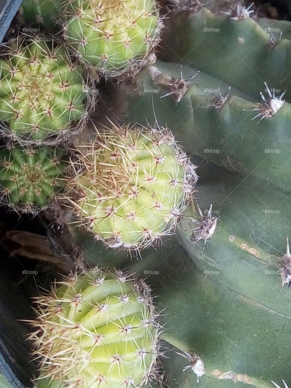 Cactus, Succulent, Spine, Prickly, Sharp