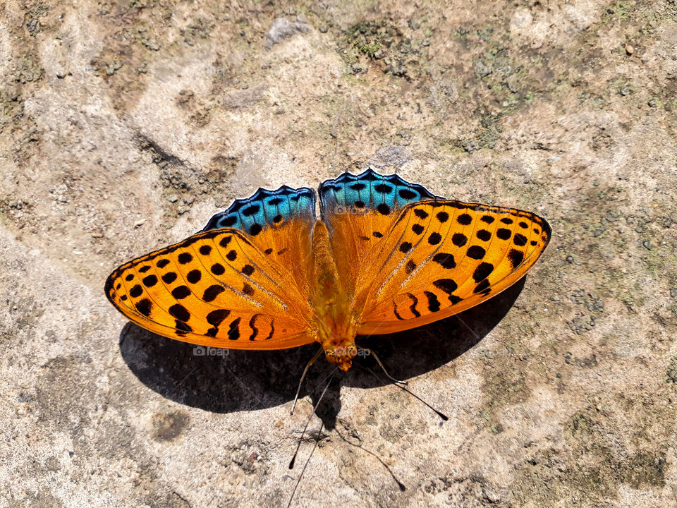 Only in nature we can find the  best creation, here we can see the beautiful symmetrical patterns on the butterfly wings.