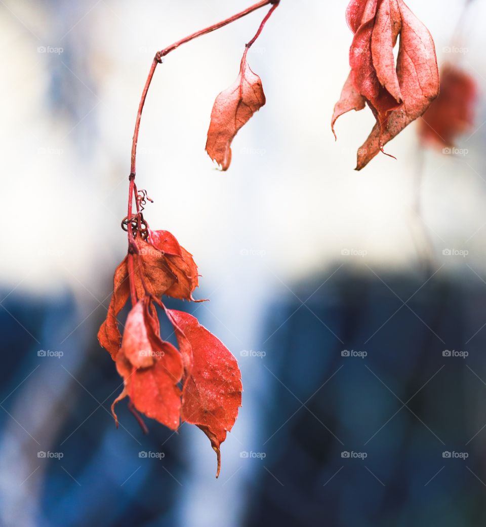 Dying Orange Leaves