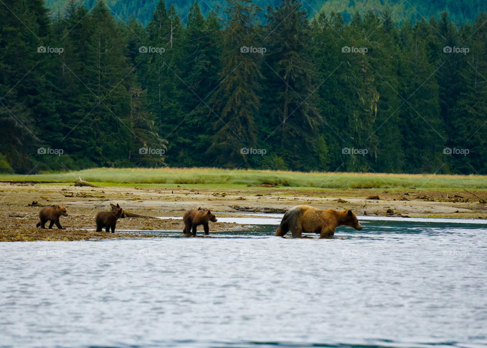 Mother bear goes into the water with her cubs in search of food