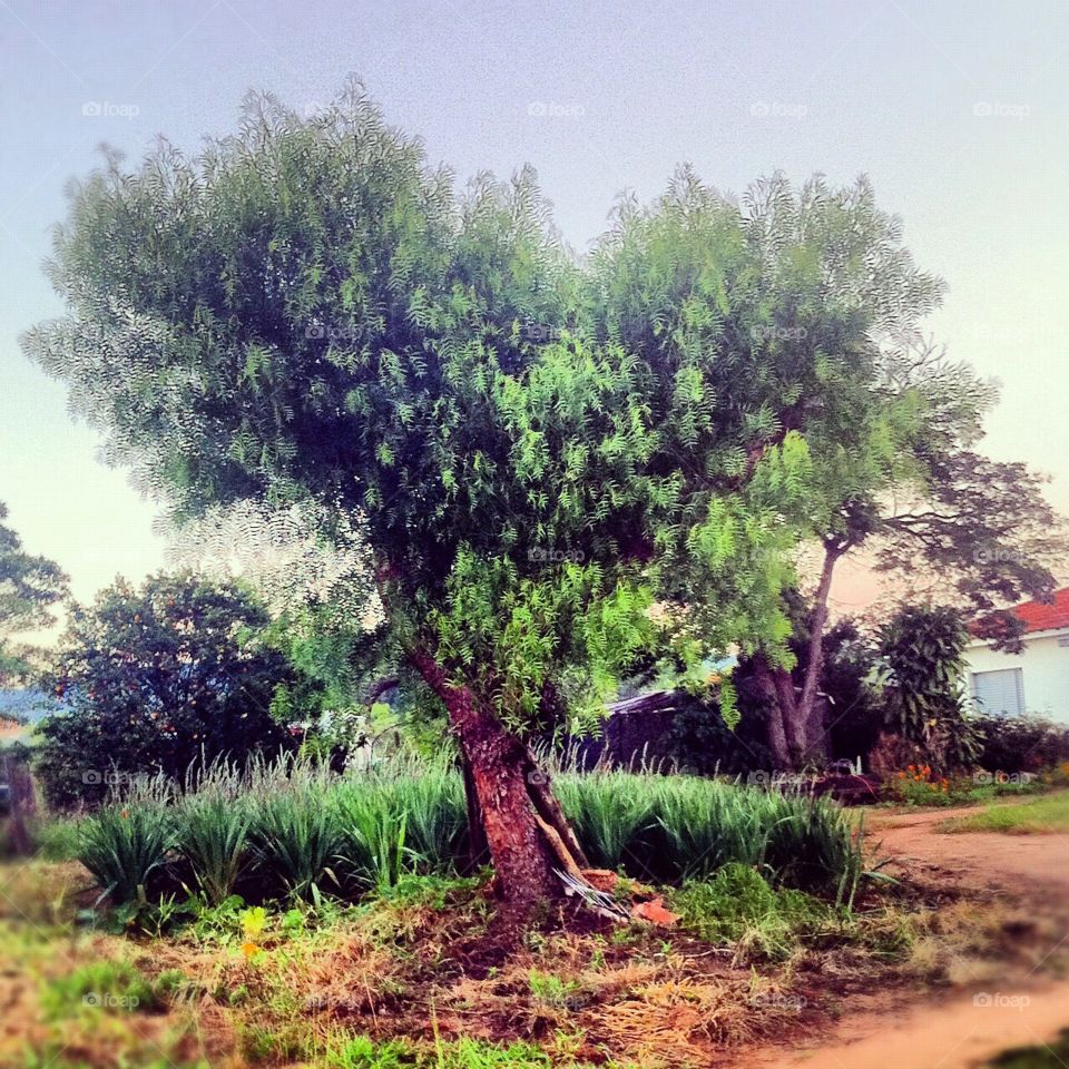 My favorite tree photo: its heart-shaped foliage enchants and inspires me! / Minha foto favorita de árvore: as suas folhagens em formato de coração me encantam e me inspiram!