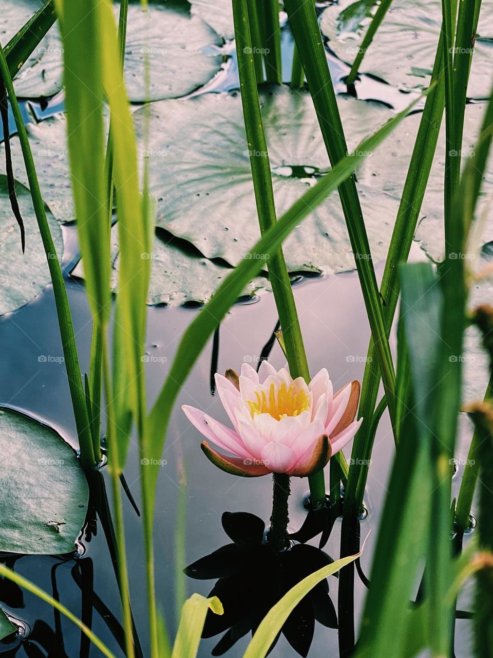 Water lily