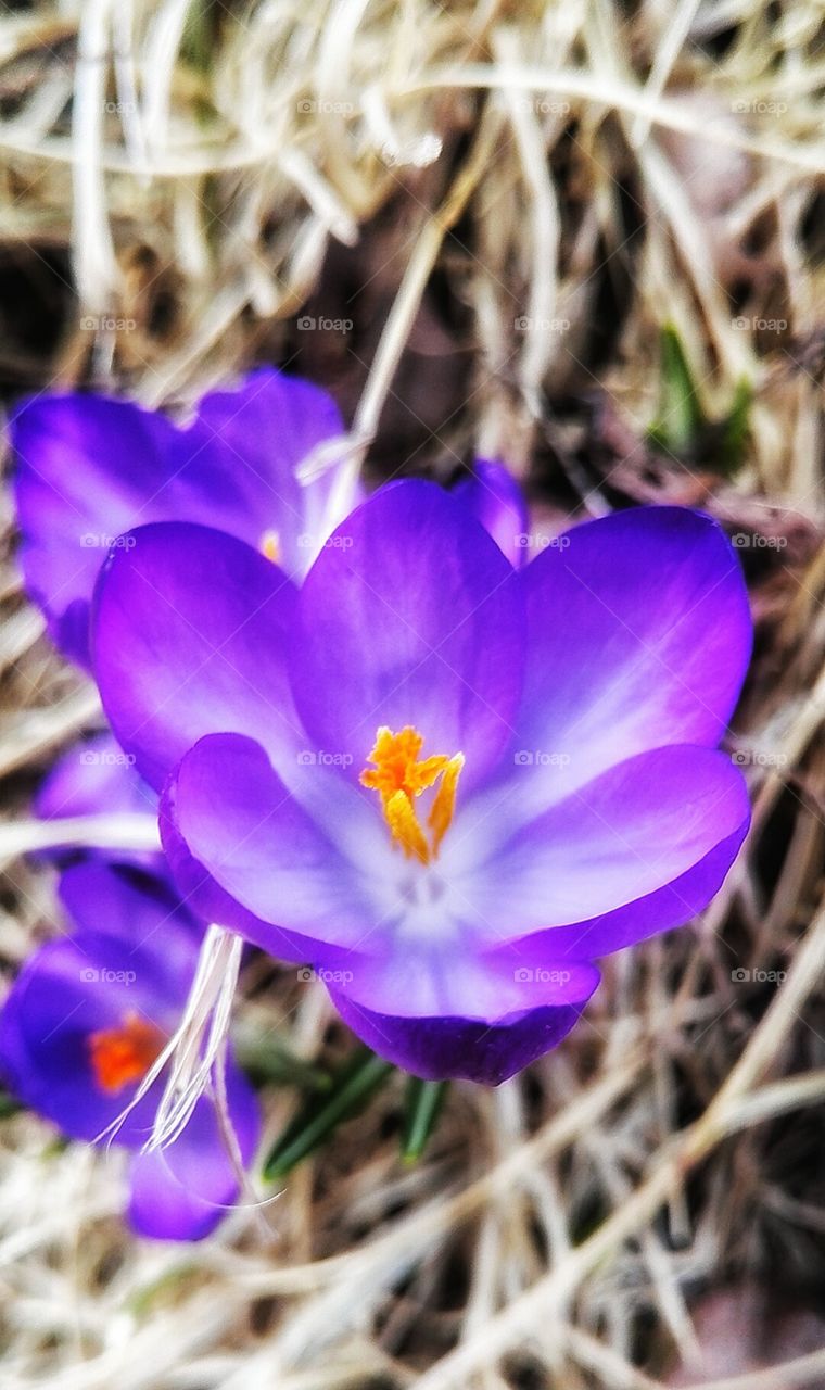 spring flowers