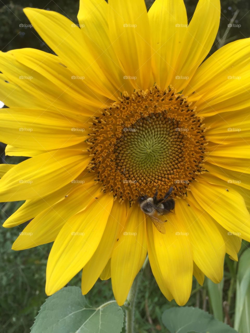 Beeautiful Sunflower. Watching as the bee makes his way around pollinating the sunflower. 