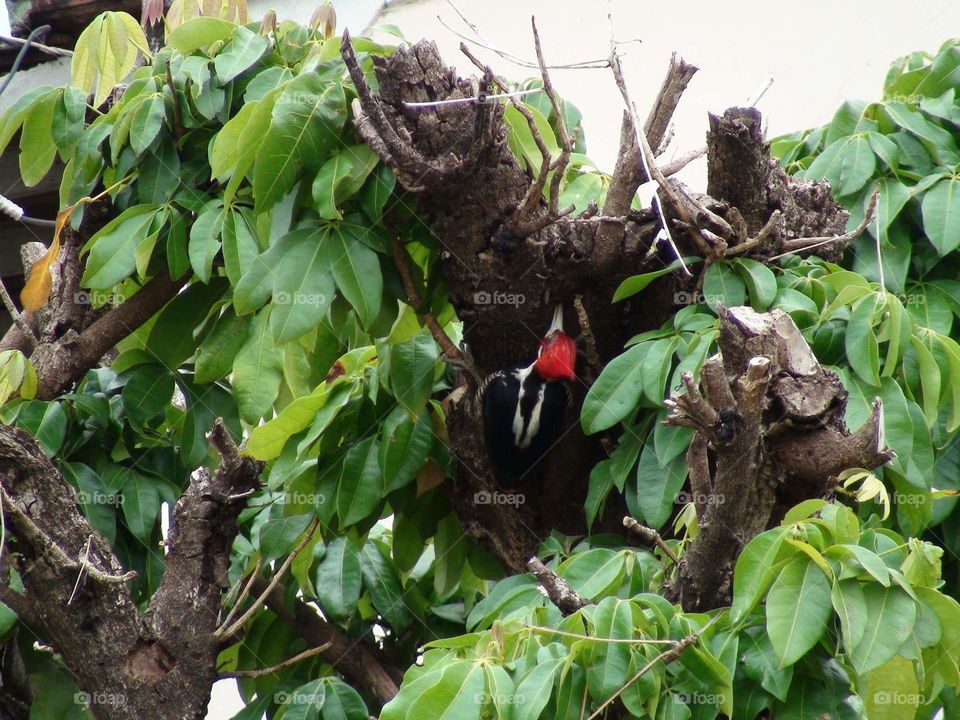 Red Woodpecker indo tree