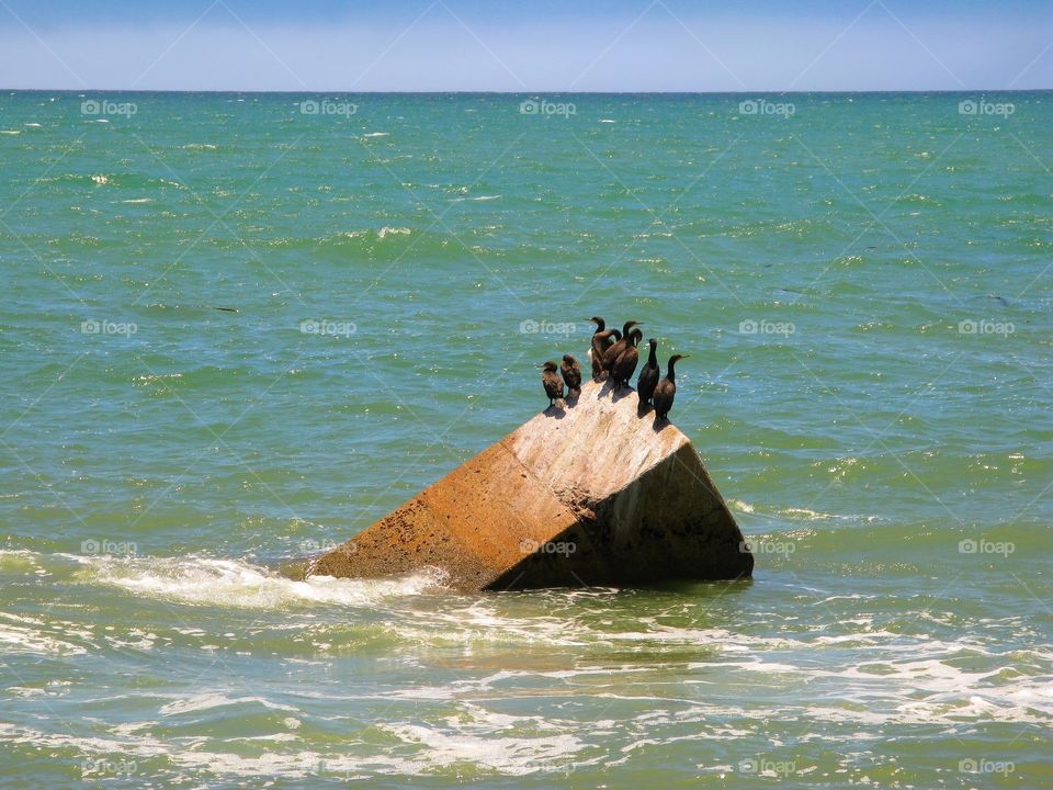 White-breasted cormorants (Phalacrocorax lucidus) having rest on the fragment of bridge pilon on the Atlantic ocean coast near Swakopmund town in Namibia, South Africa