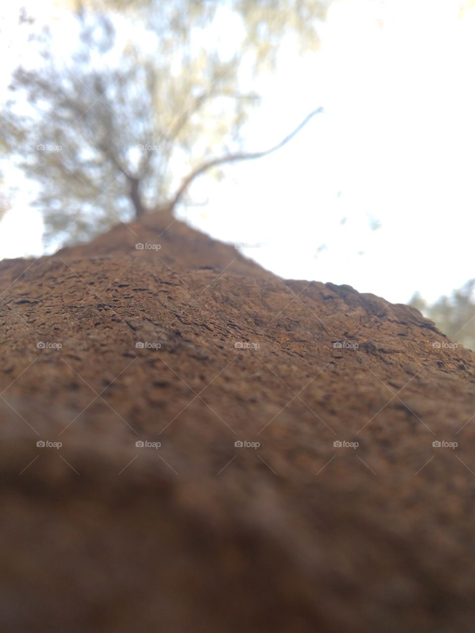 close-up pic of trunk of a tree from ground