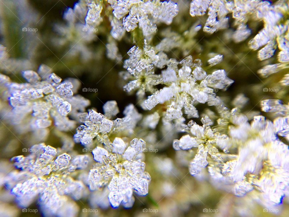 Natures artistry … Daisy like ice particles in a plant in my garden after heavy frost ❄️ (hit this face in error and cannot delete 🤷🏻‍♀️ ) 😆