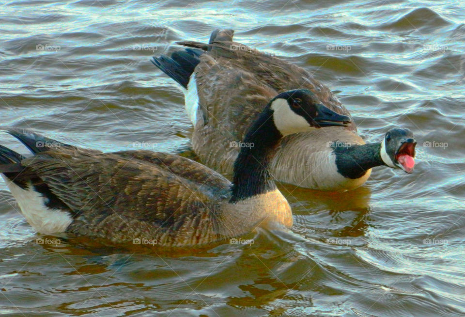 Two Geese sounding off to each other!