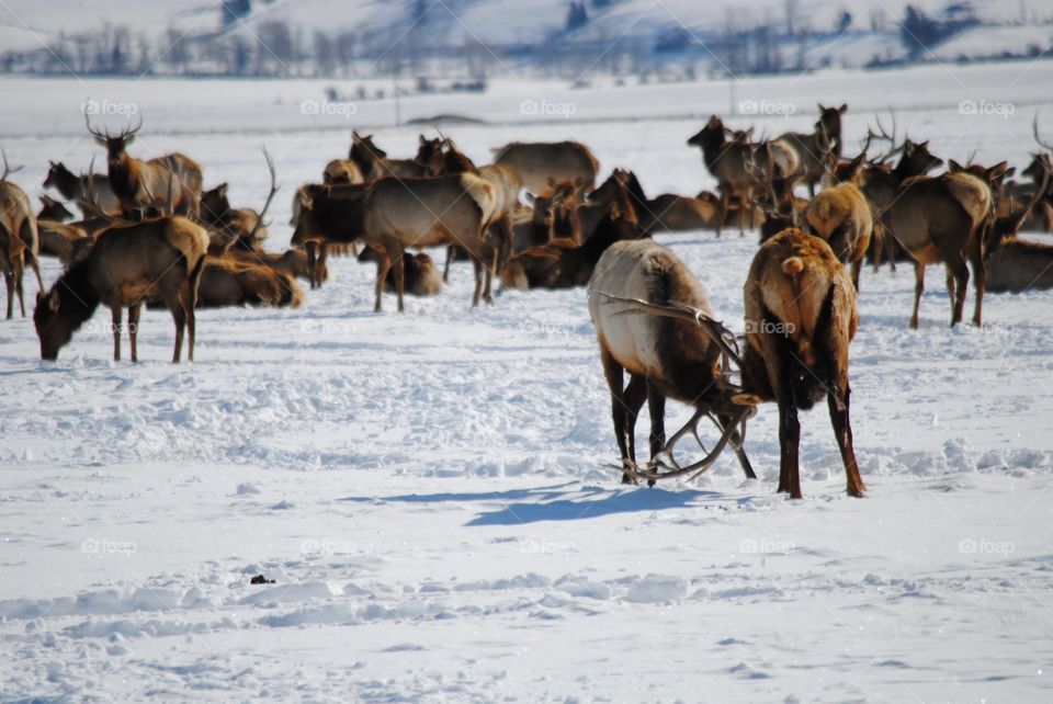 Elk Rattling Their Antlers