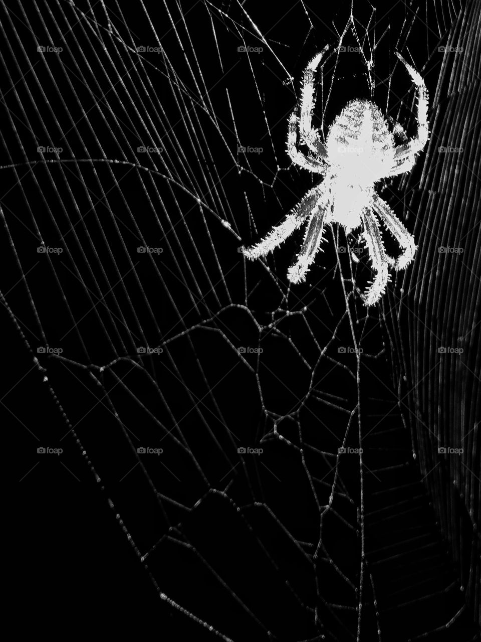 Night Spider. Almost ran into this big guy late last night. I didn't want to tear it down, so I just went through the back door.