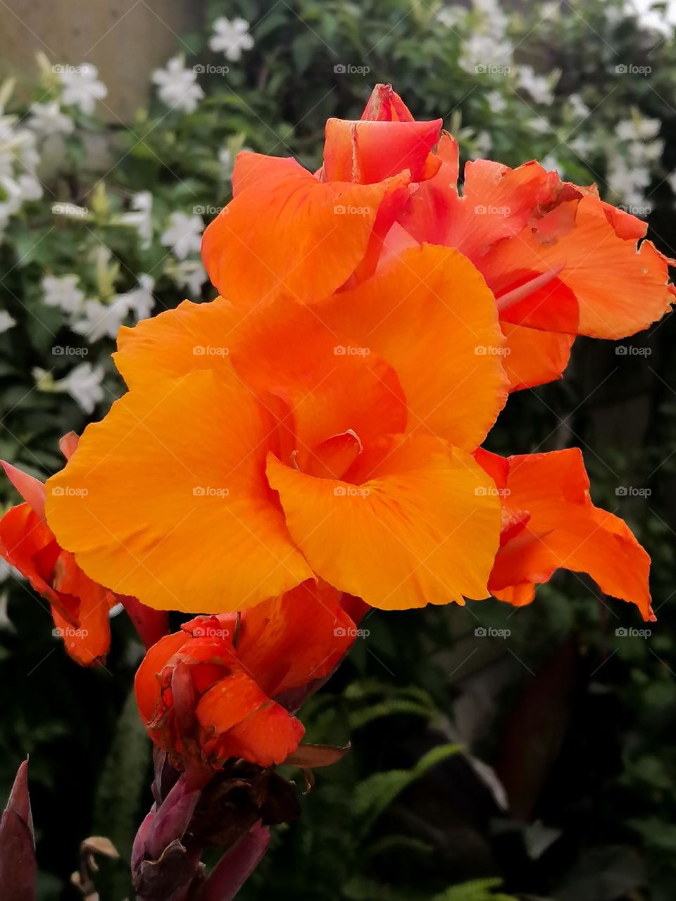 Orange canna Lilly flowers