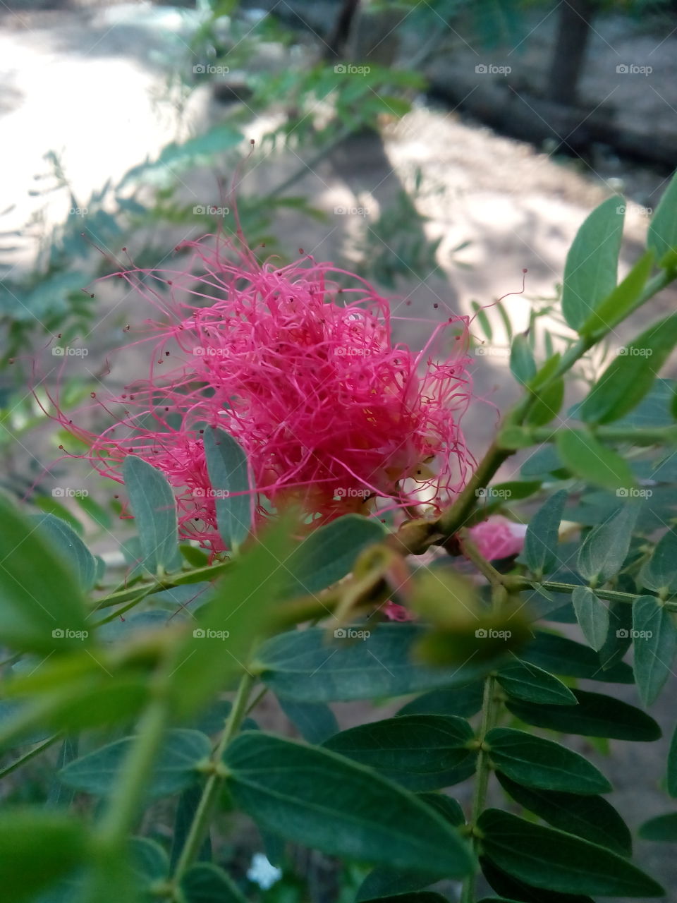 amezing flower