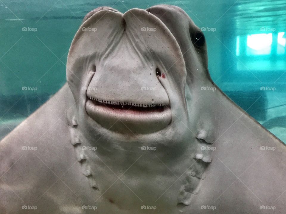 Curious stingray 