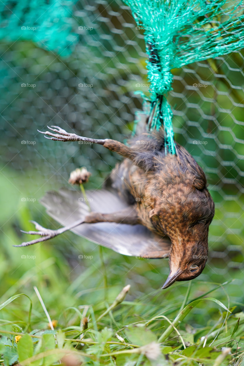 Dead blackbird tangled in the plastic protective net for berries.