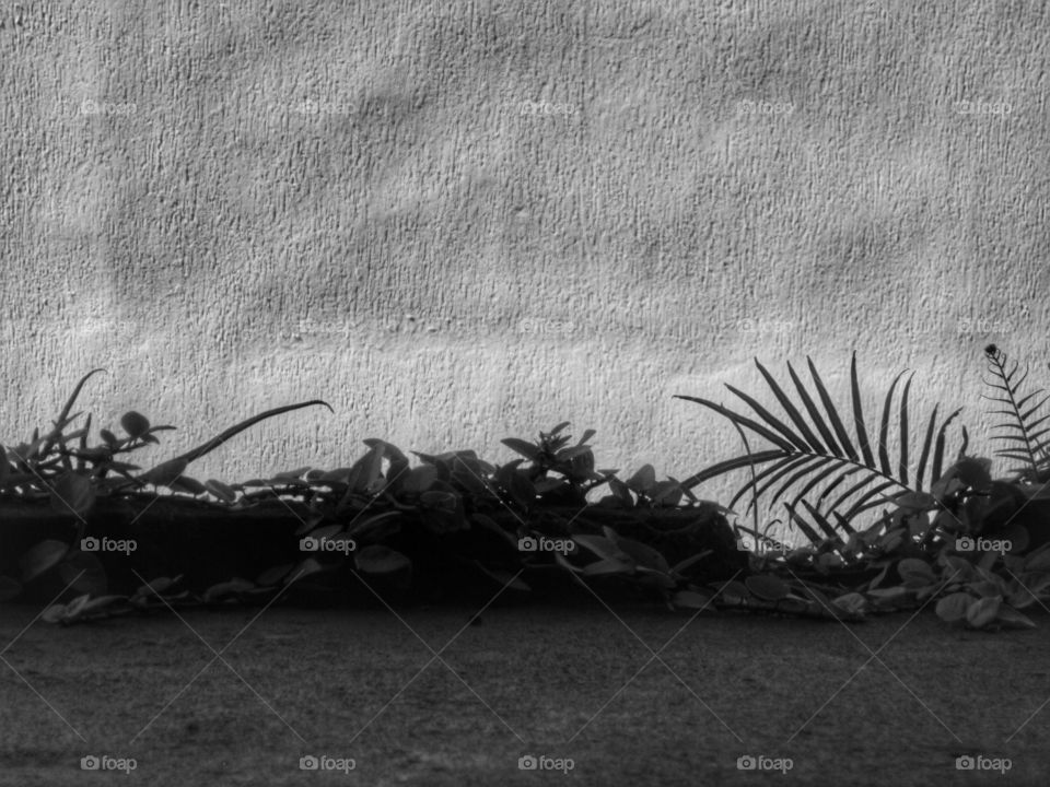 Plants in a window