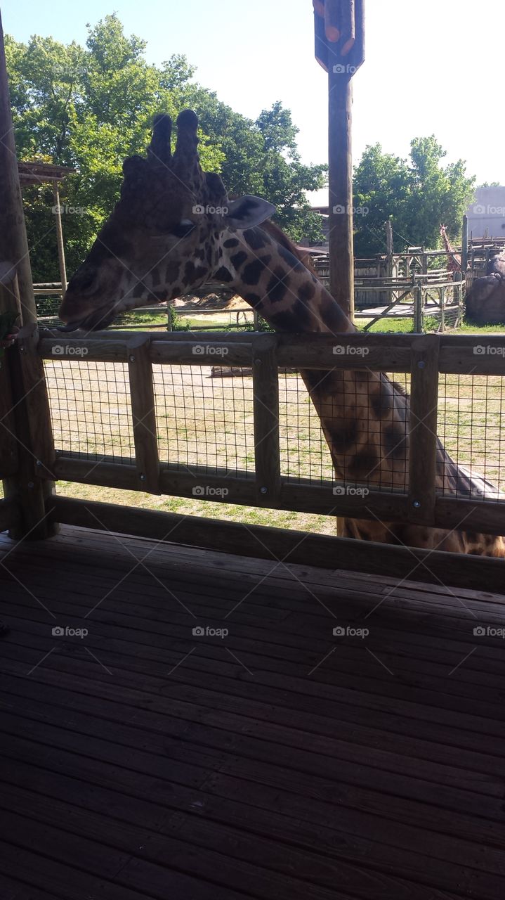 Giraffe at the knoxville zoo