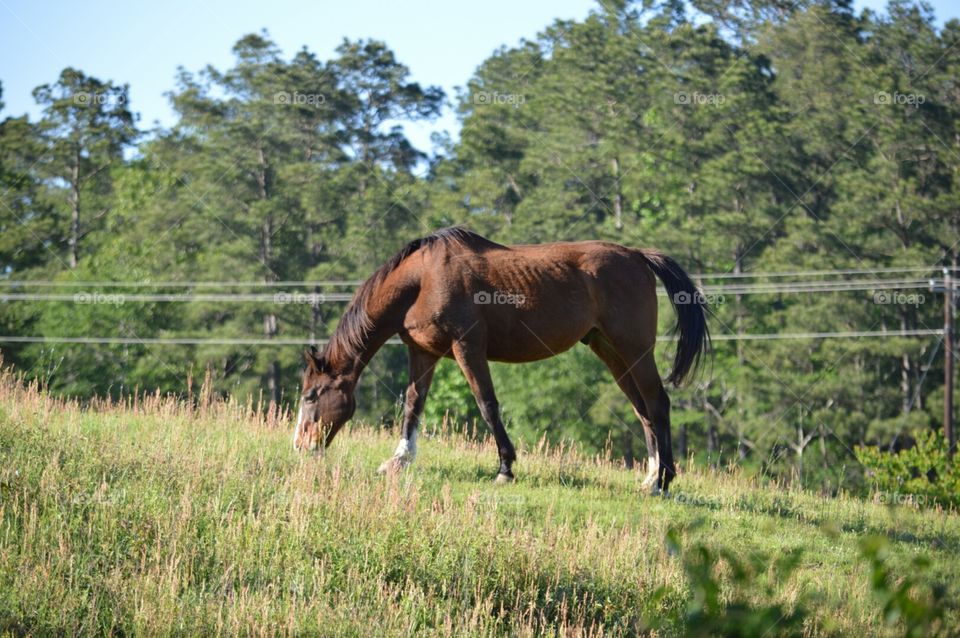 equine