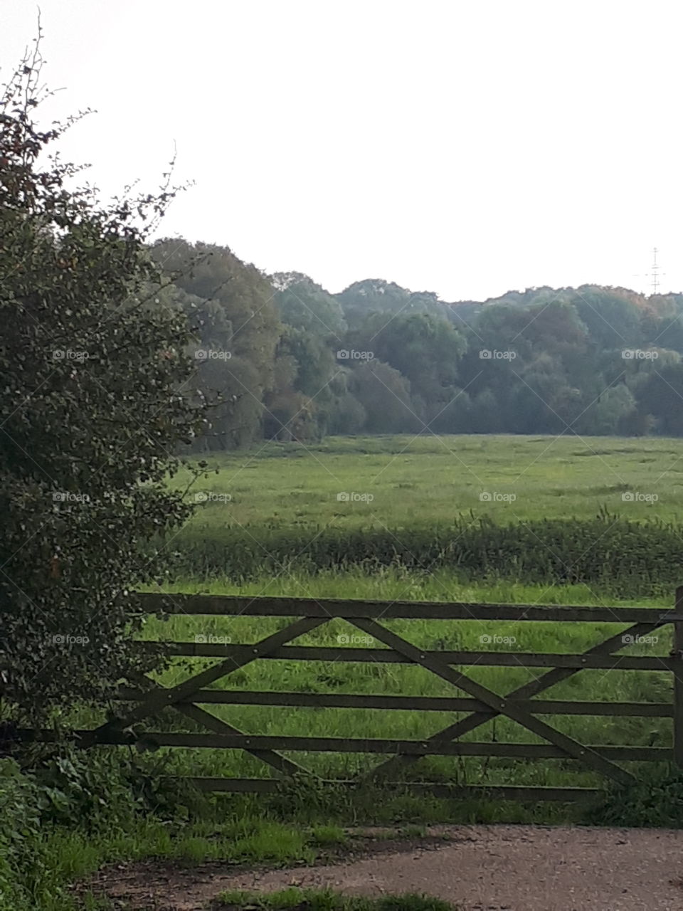 Landscape, No Person, Wood, Tree, Nature