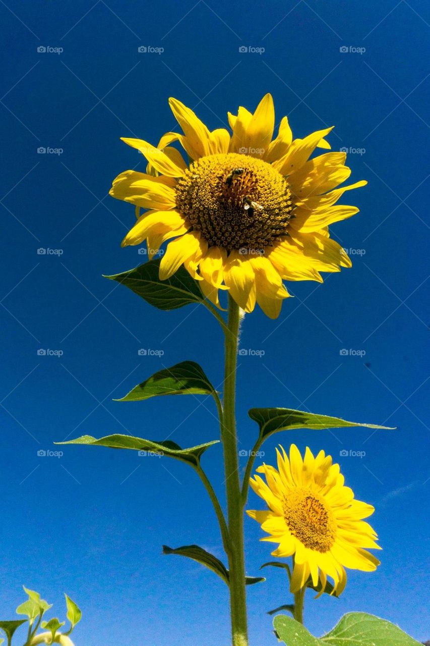 Girasol