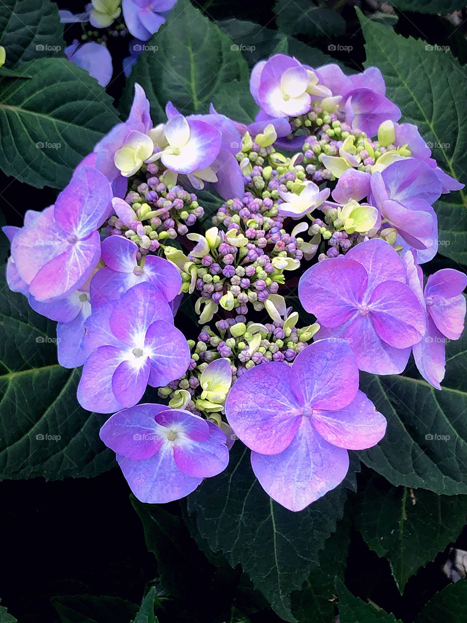 Green and purple hydrangeas 