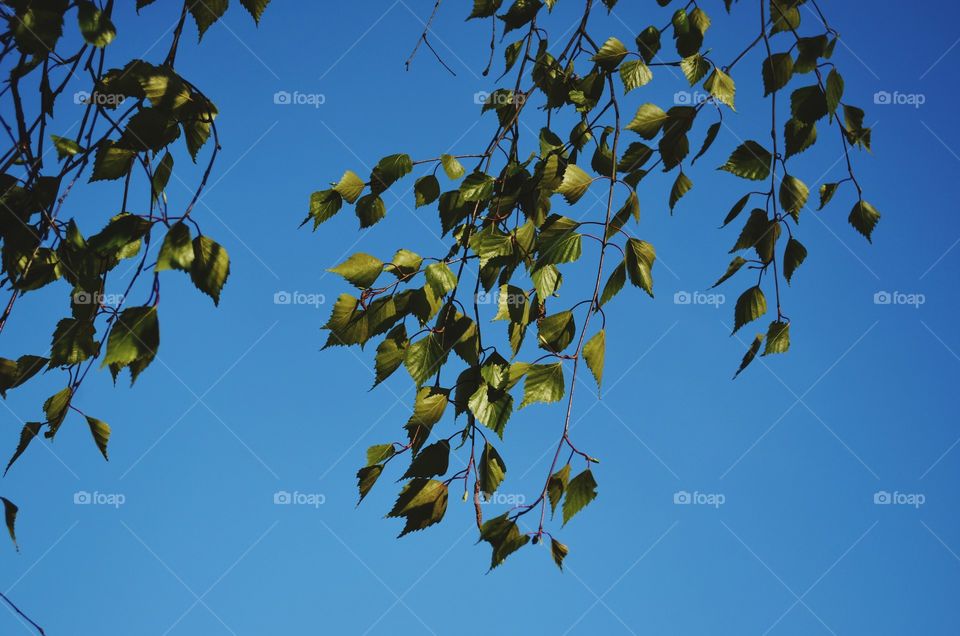 Birch against the sky