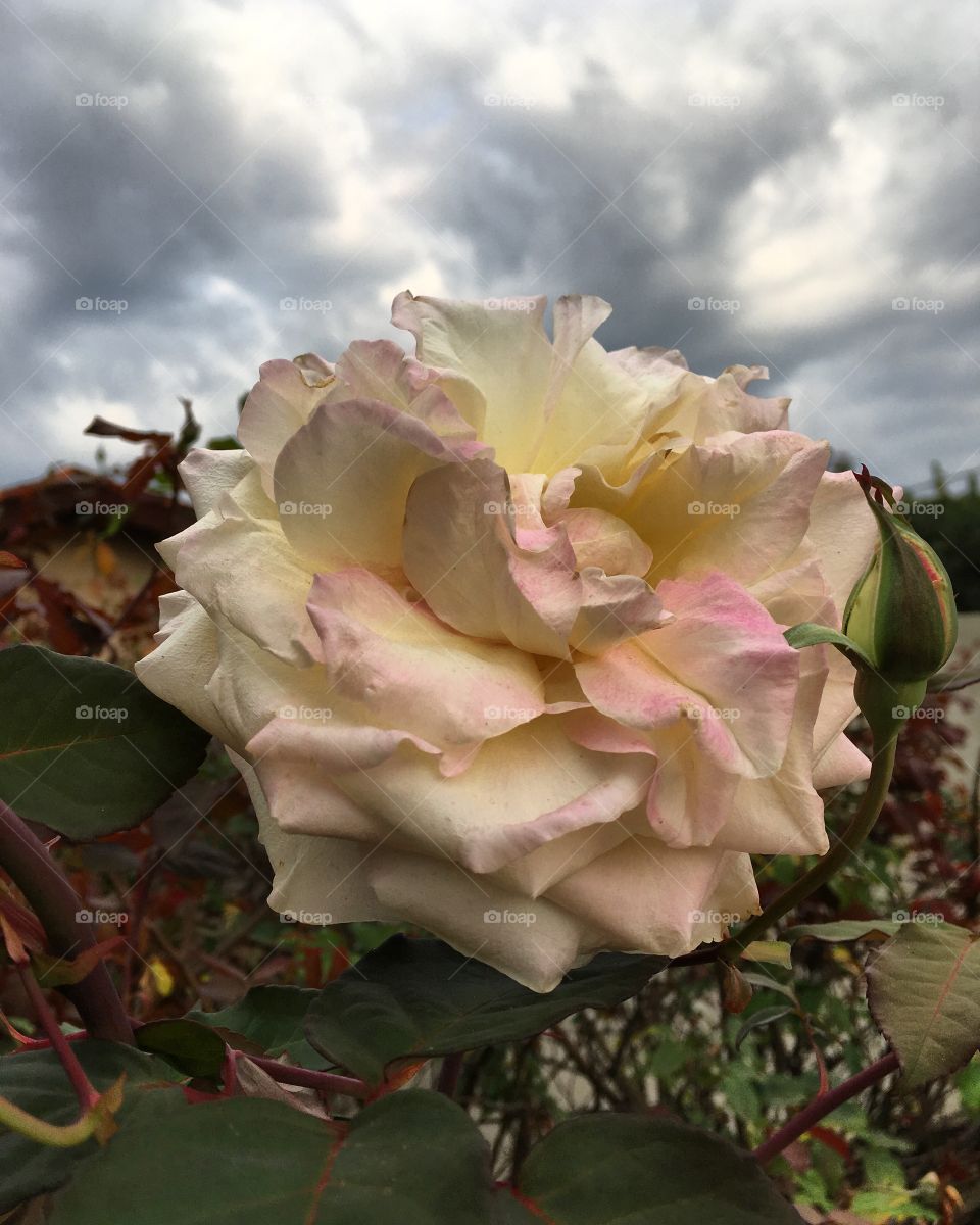 Uma nova semana começa, e que com ela novos propósitos, novos horizontes e novos sonhos.
Que não sejam dias cinzentos e marrentos como o céu desta 2a feira, mas belos como as cores que inspiram a natureza através dos botões das roseiras.