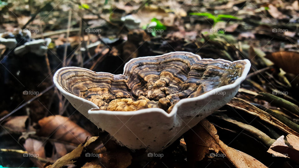 Forest, Mushroom