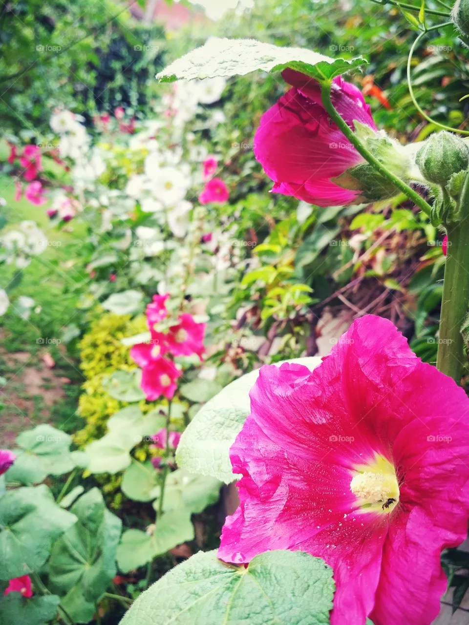 Flowers