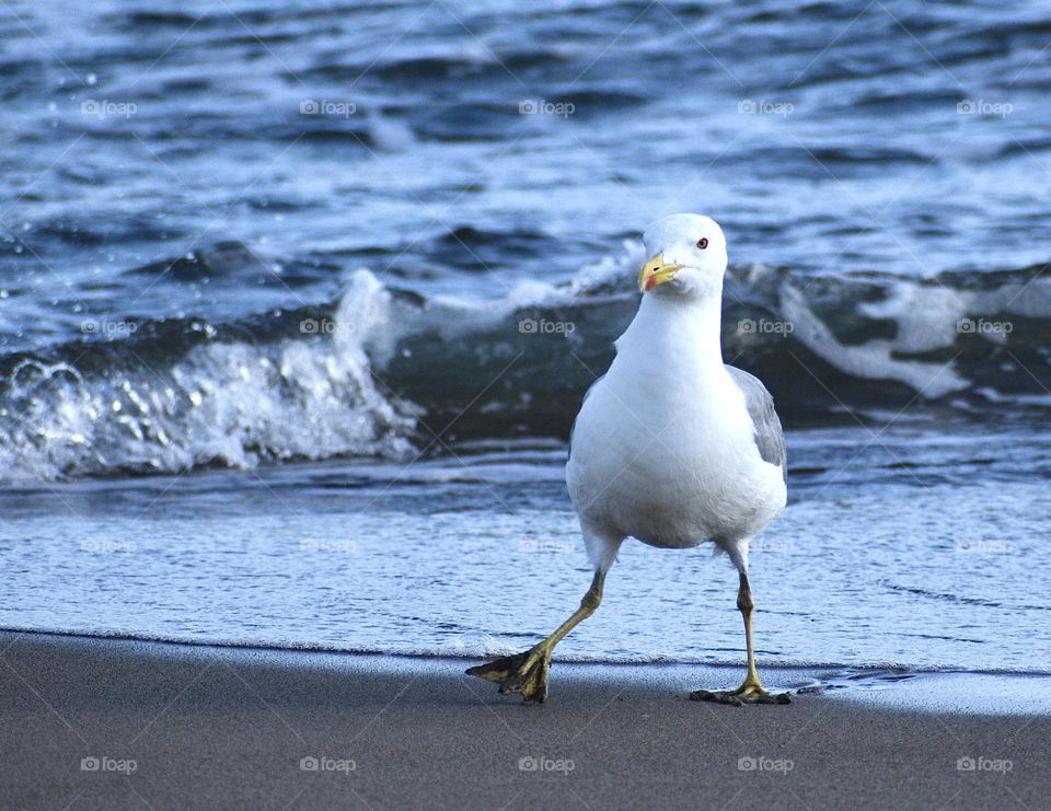 Seagull walking at the beach