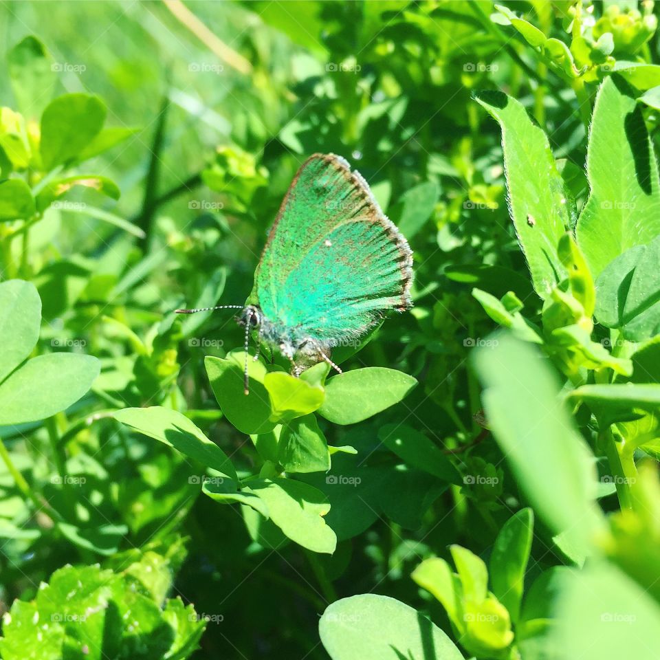 Green Hairstreak Butterfly🍀🦋