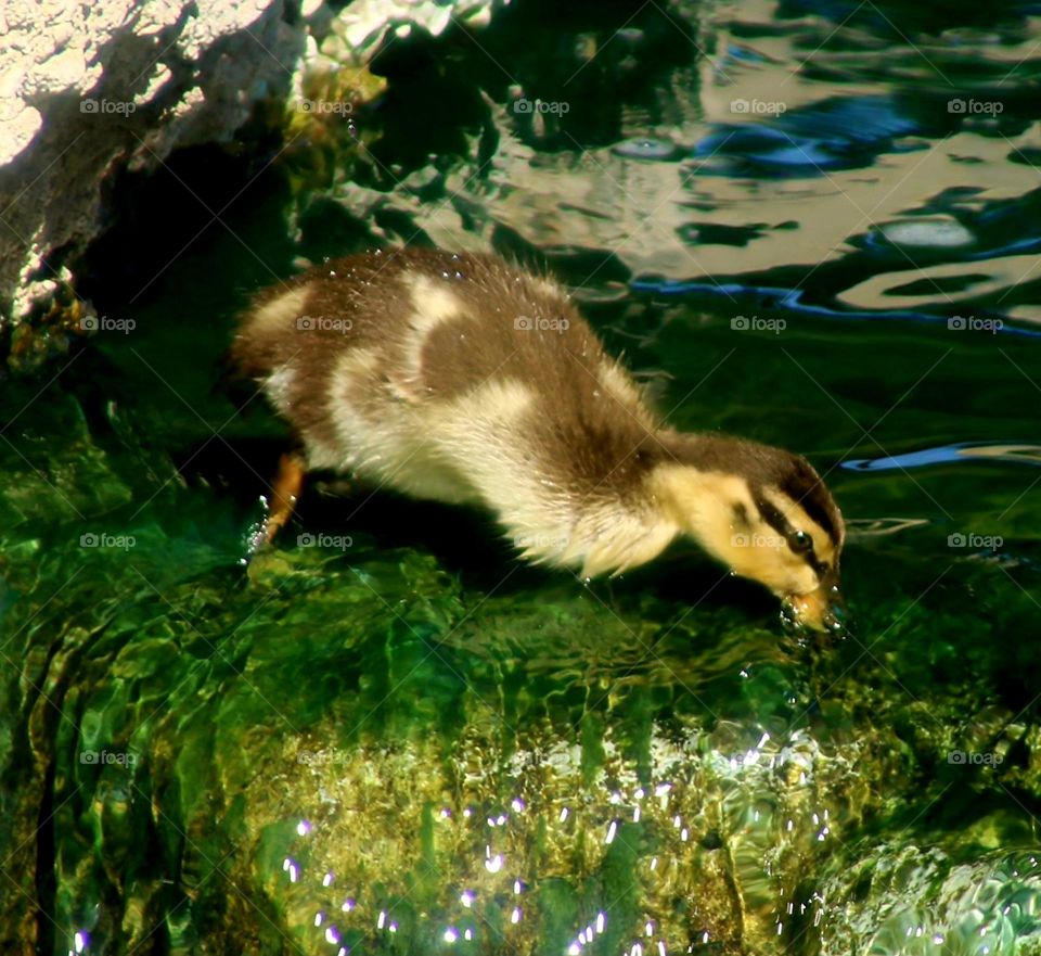 Duckling Feeding on Algae-covered Rocks
