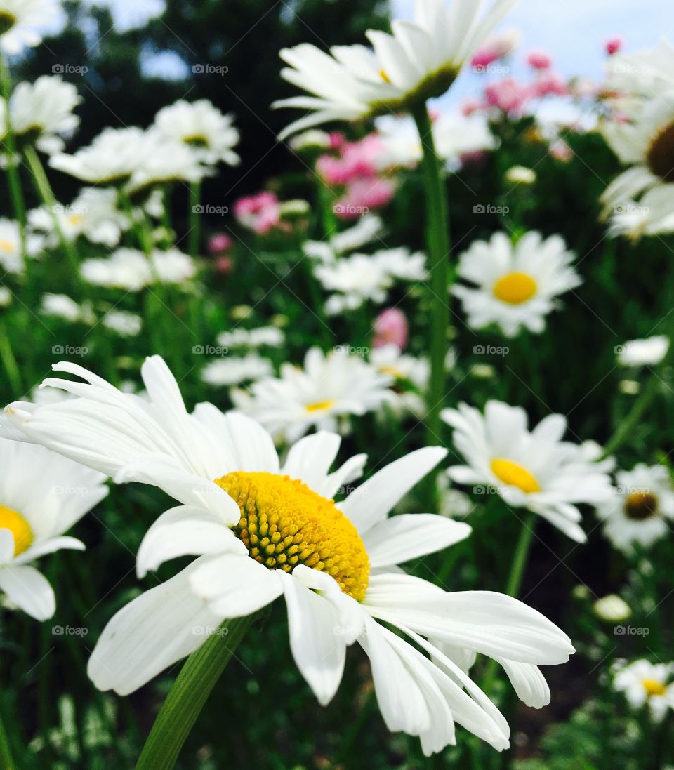 White flowers blooming in garden