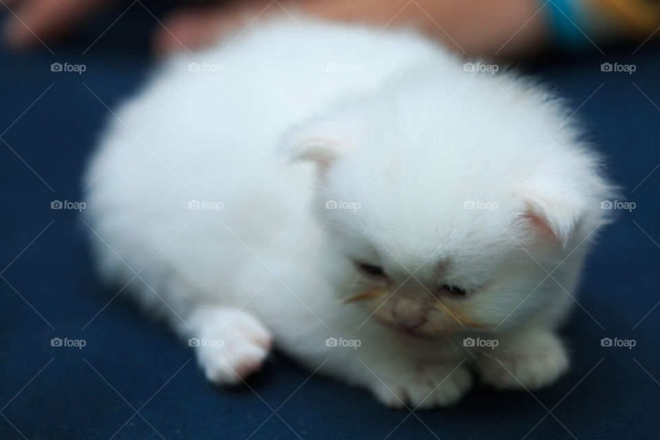 Mammal, No Person, Cute, Portrait, Pet