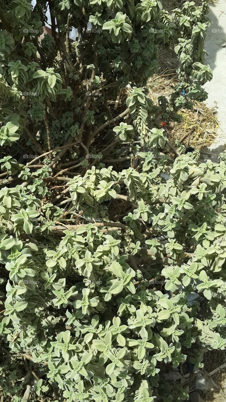 Please focus on its leaves .. wonderful! I'm uploading some photos like this