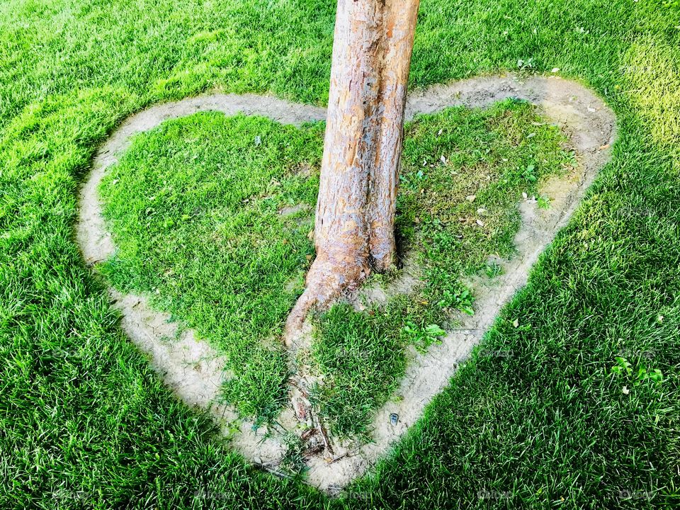Plant a tree in your heart and soon you have a strong foundation within you. 