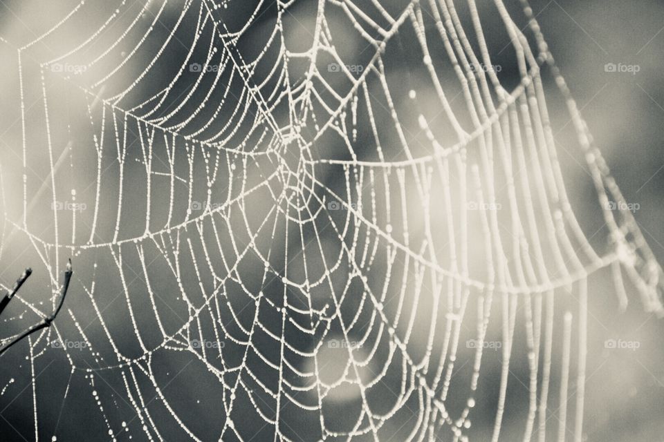 Black and white web