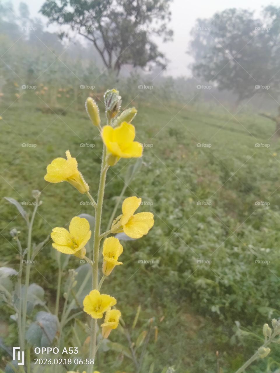 Mustard plant: keep smiling π.l also come after facing a cool and cloudy night.l believe that always give your best.Dont worry about result.