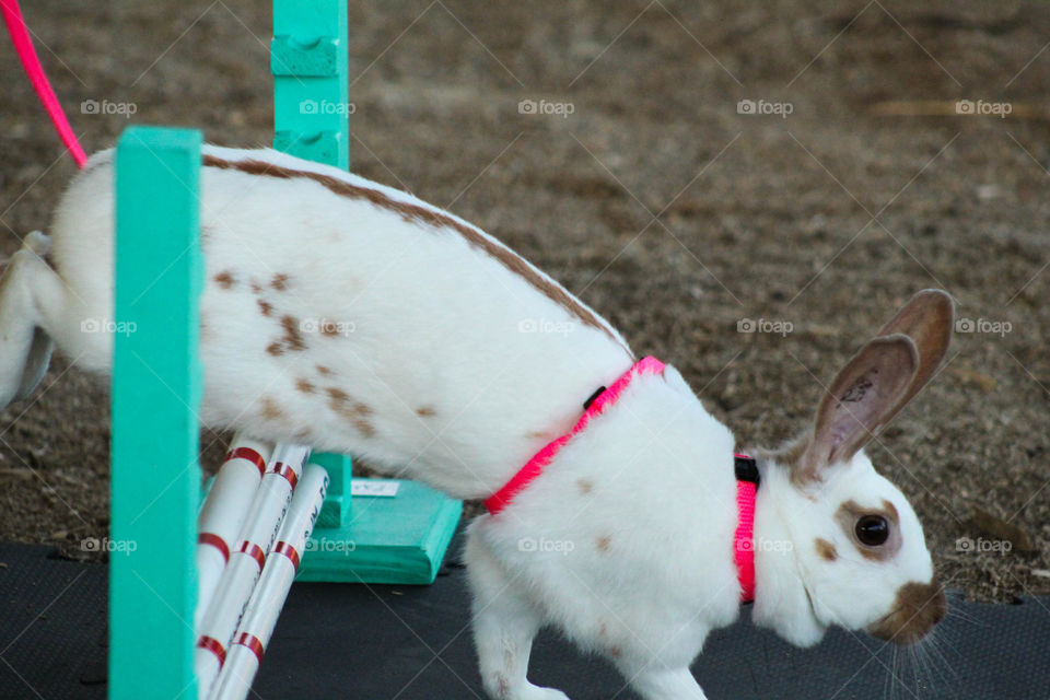 A Rhinelander is being led through a rabbit-hopping course