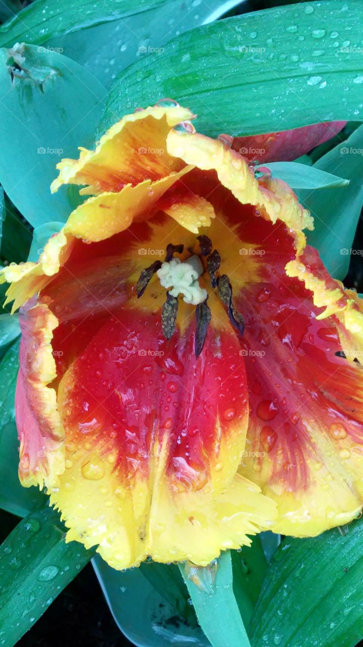 Tulip after the rain