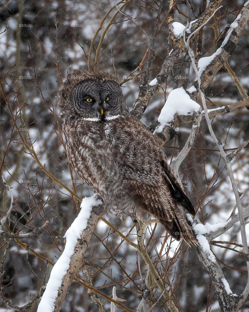 Great gray owl (strix nebulosa) perched on a branch covered by snow, winter