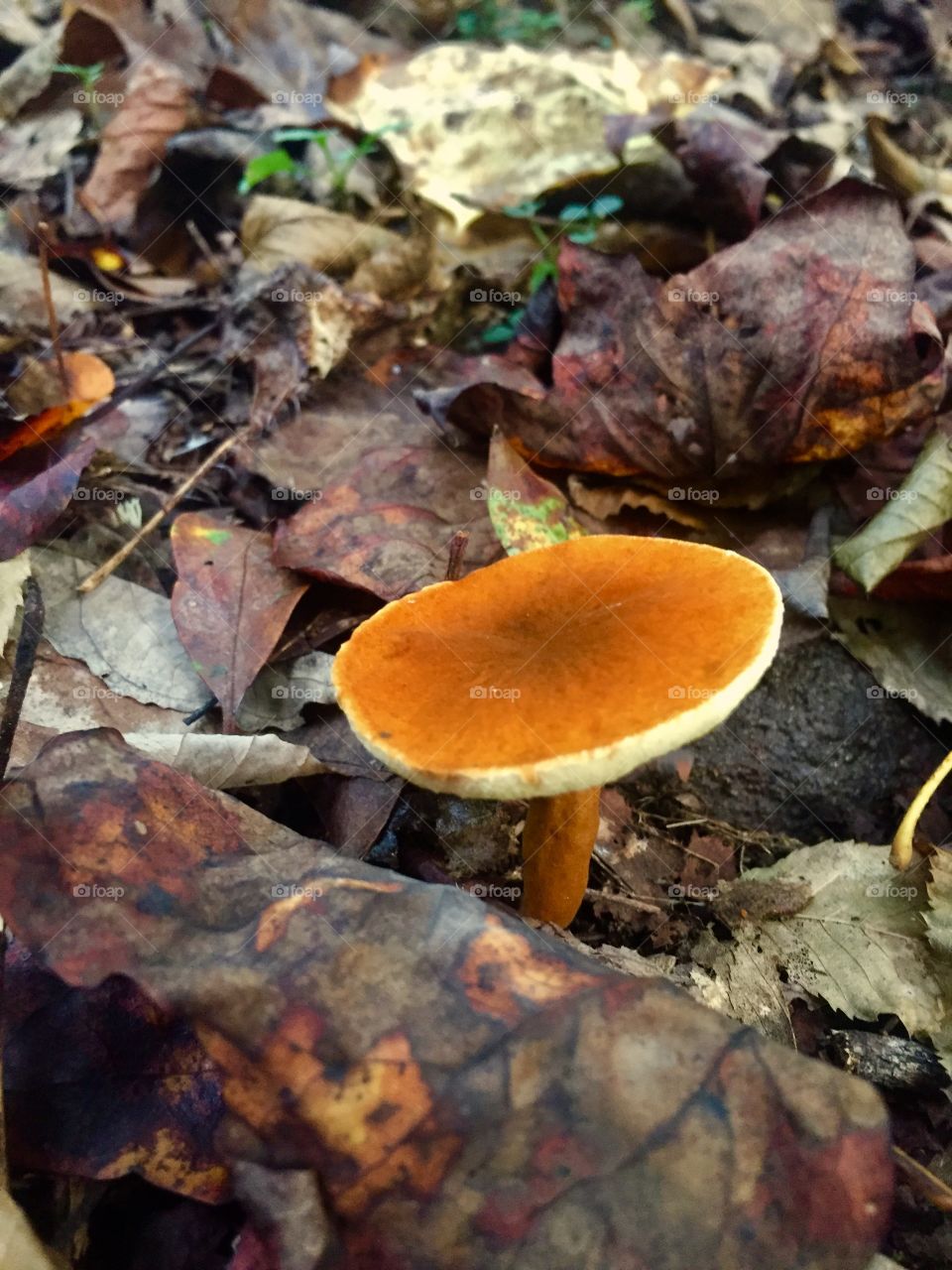 Orange mushroom 