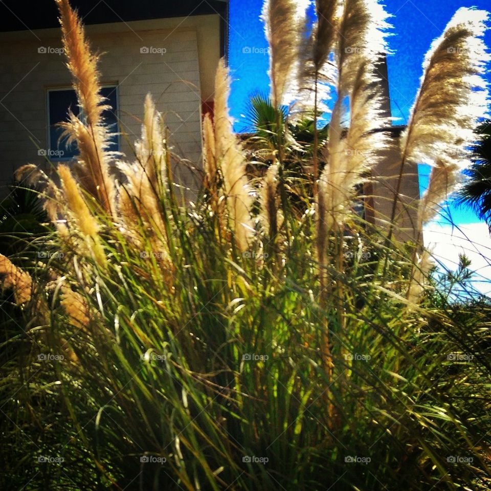 Sea Oats 