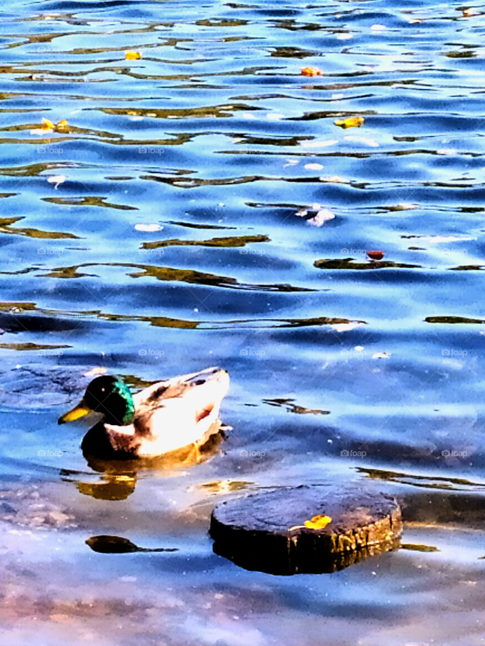 Duck in the pond
