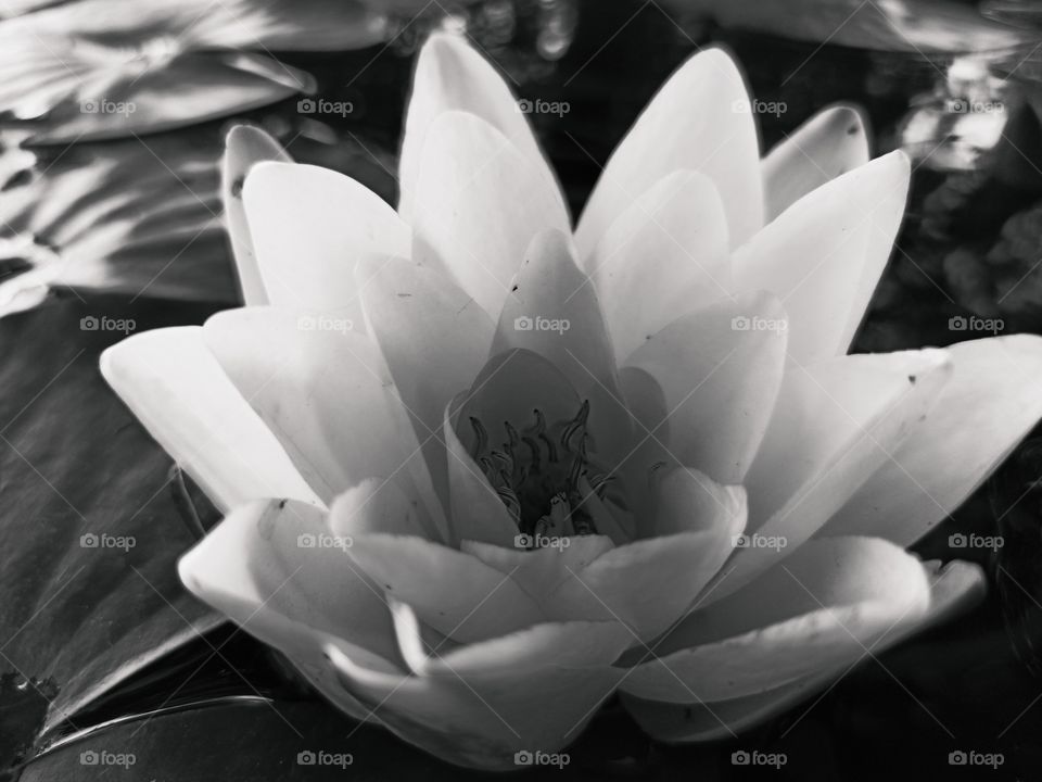 lotus flower closeup in black and white. water lily macro