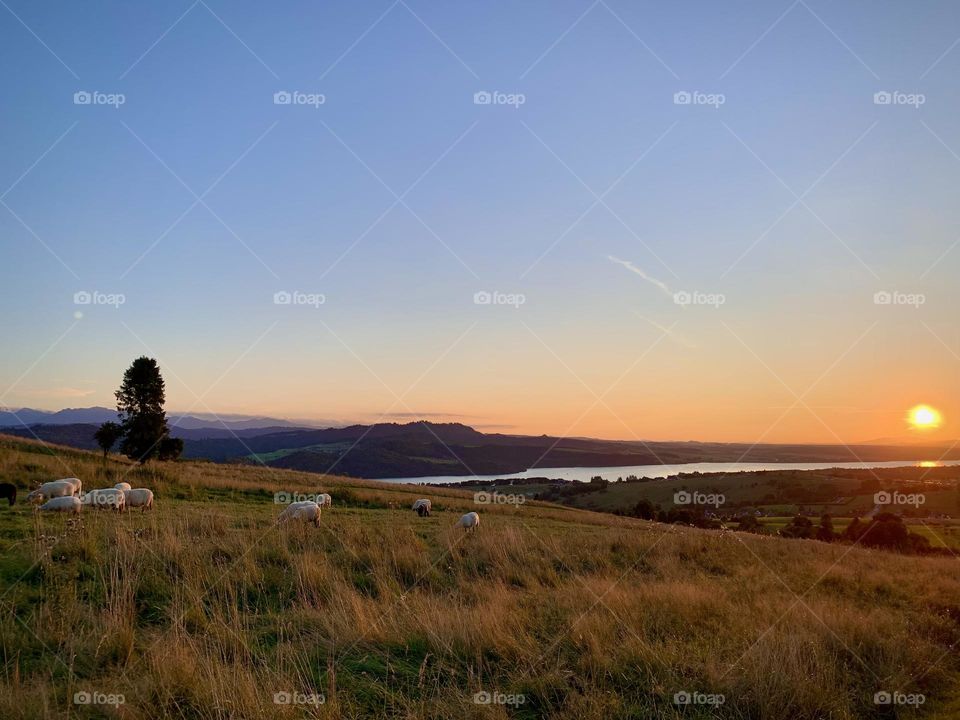 Sunset in Pieniny Mountains 🐑☀️⛰ 