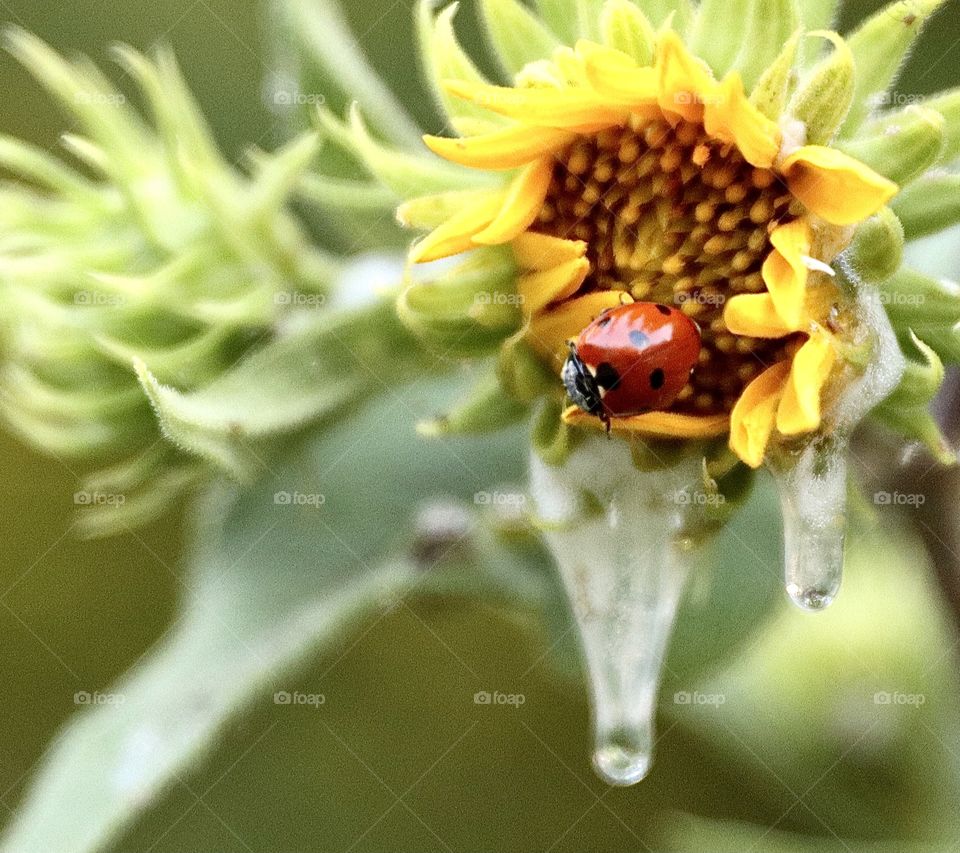Ladybug 